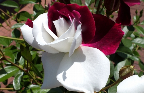 突然変異で生まれた珍しい薔薇 番の洲公園 デジカメ散歩