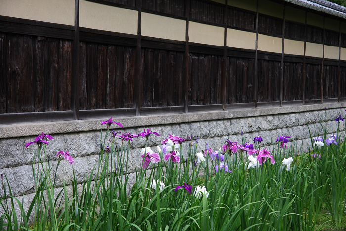 深緑の南禅寺 －碧雲荘の花菖蒲－_b0169330_10174987.jpg