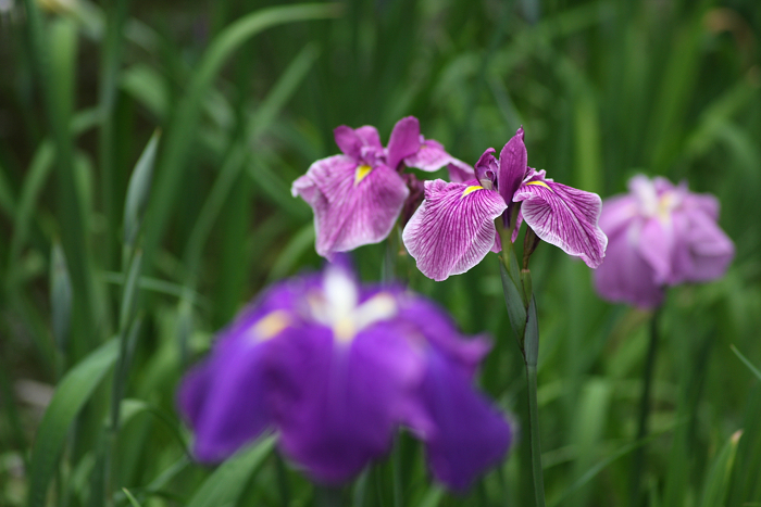 深緑の南禅寺 －碧雲荘の花菖蒲－_b0169330_15535522.jpg