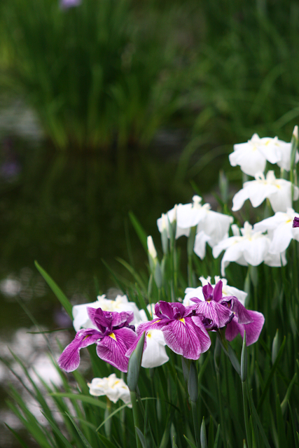 深緑の南禅寺 －碧雲荘の花菖蒲－_b0169330_1557395.jpg