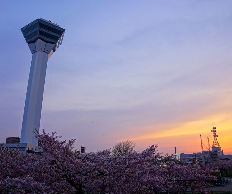 北海道帰省2日目　函館へ向けて運転。五稜郭の桜や函館山の夜景_b0024832_13034587.jpg