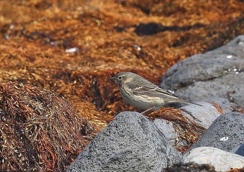 舳倉島2日目、強風の海岸端でタヒバリに会う_b0346933_628063.jpg