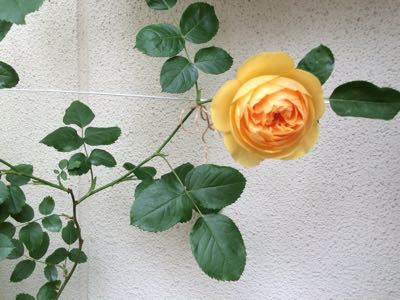 f0327534_1147588.jpg