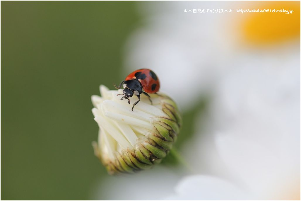 花に集まる可愛い昆虫たち 自然のキャンバス