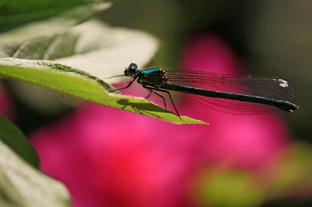 a0242438_1839344.jpg