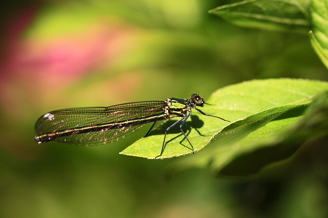 a0242438_1839817.jpg