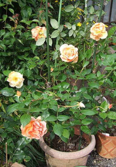庭の薔薇が見ごろです。_b0089338_2283832.jpg