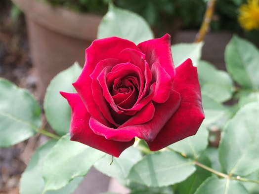 庭の薔薇が見ごろです。_b0089338_2285477.jpg