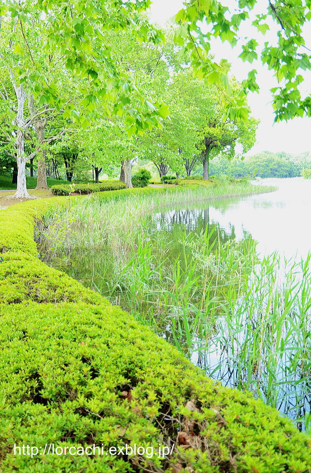 池畔の緑淡き鈴懸の道_f0045844_7545068.jpg