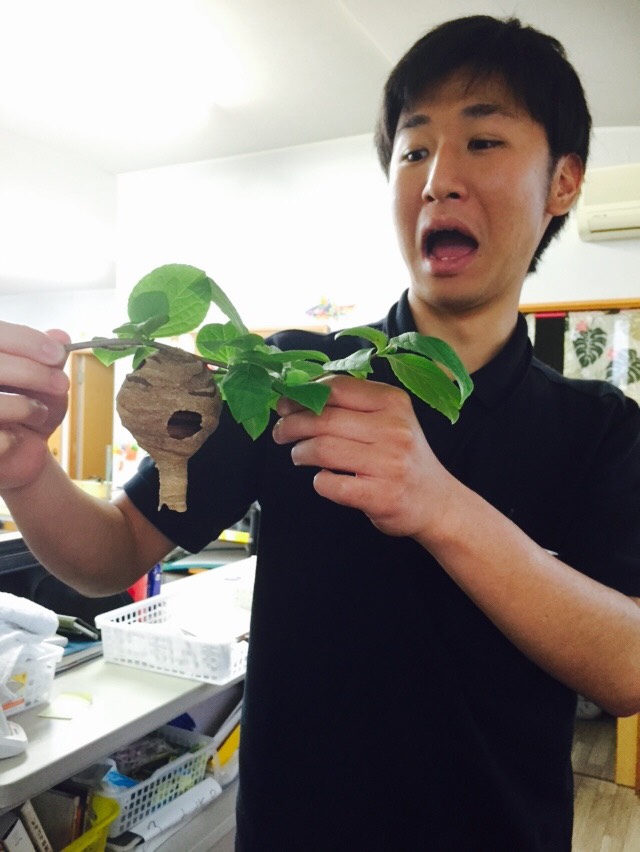 ハチの巣。。。。。ぶんぶん_f0065444_19583966.jpg