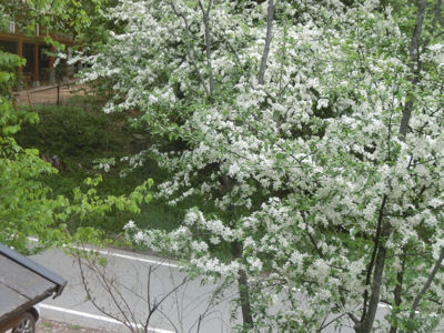 白い花の季節_f0019247_21465160.jpg