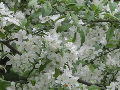 白い花の季節_f0019247_2149536.jpg