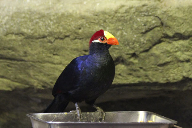 上野動物園　バードハウスの多彩な鳥たち_e0294253_21554032.jpg