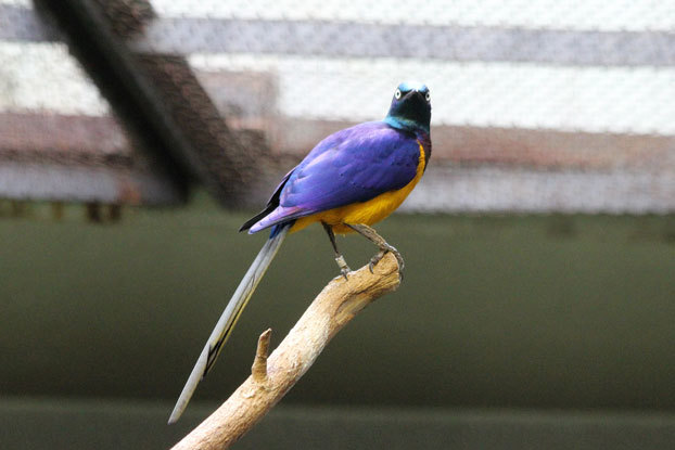 上野動物園　バードハウスの多彩な鳥たち_e0294253_22014427.jpg