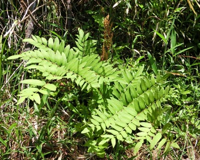 e0035757_1832351.jpg
