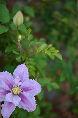 ベランダの花たち続き_b0017559_12124120.jpg