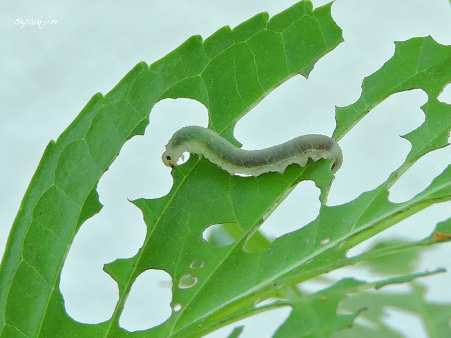 葉を食う犯虫激撮 写愛館