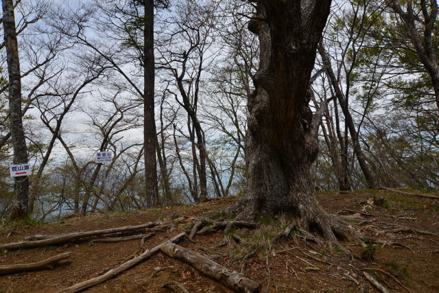 鳥居地峠～杓子山～鹿留山_a0307264_17564731.jpg