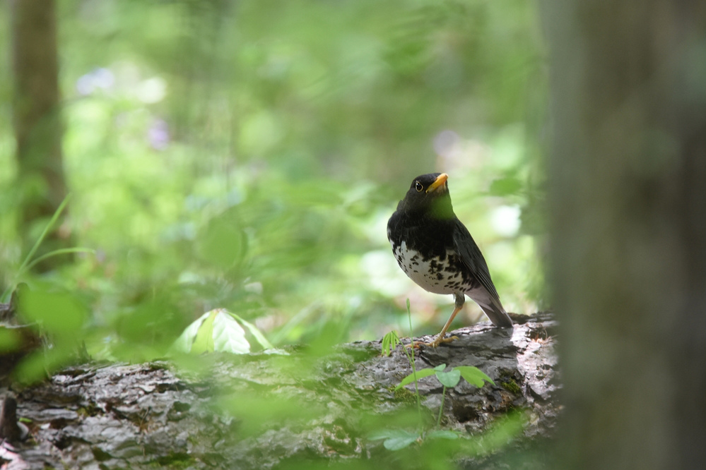 クロツグミ 雄雌_f0053272_954121.jpg