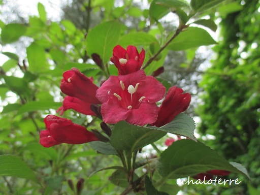 ヤブウツギ　Weigela floribunda K.Koch_f0330072_20365091.jpg