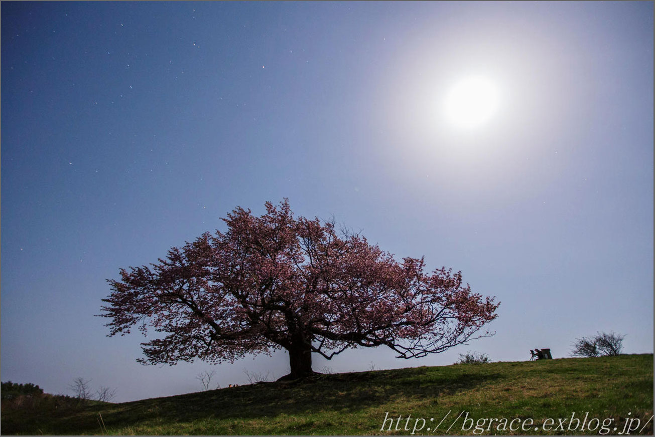 亀ヶ森の一本桜 月光写真_b0191074_20581662.jpg