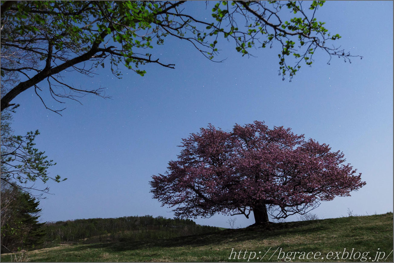 亀ヶ森の一本桜 月光写真_b0191074_20593292.jpg