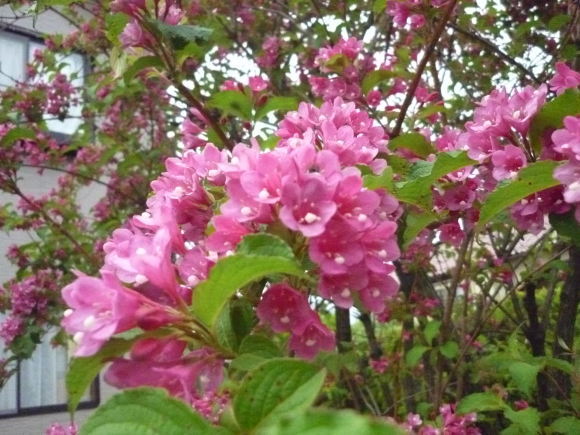 山ウツギ ギャラリーカフェ 心 山ウツギ ギャラリーカフェ 心