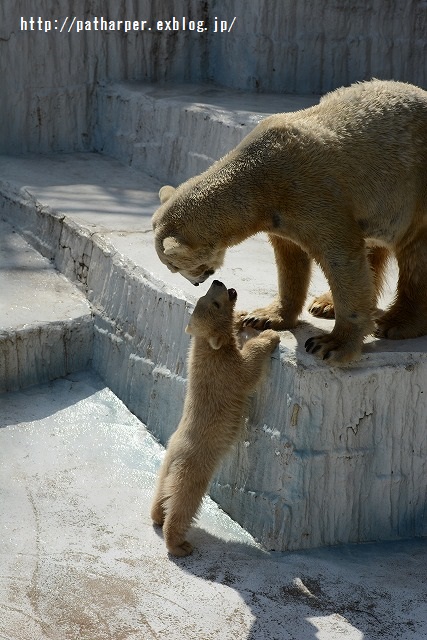 ２０１５年３月　天王寺動物園３　その３_a0052986_23172939.jpg