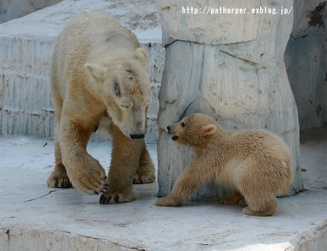 ２０１５年３月　天王寺動物園３　その３_a0052986_23183172.jpg