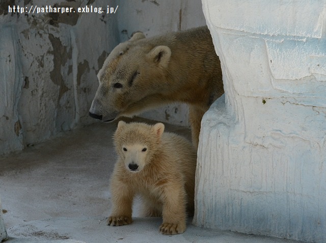 ２０１５年３月　天王寺動物園３　その３_a0052986_2325280.jpg