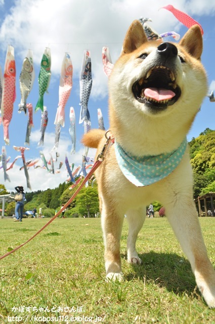ひめはるの里_a0126590_22301056.jpg