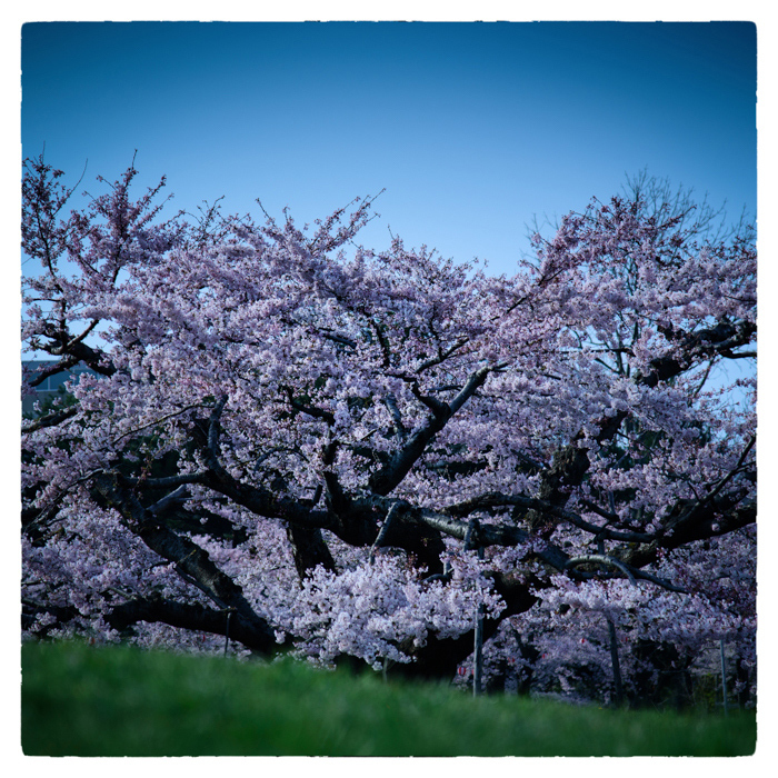 2015.函館の桜　その1_d0249190_19502866.jpg