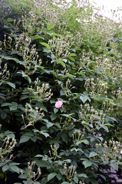 d0099791_3352522.jpg
