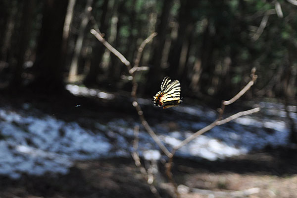 白馬のギフチョウ・ヒメギフチョウ（２０１５年５月６日）_c0049095_2240250.jpg