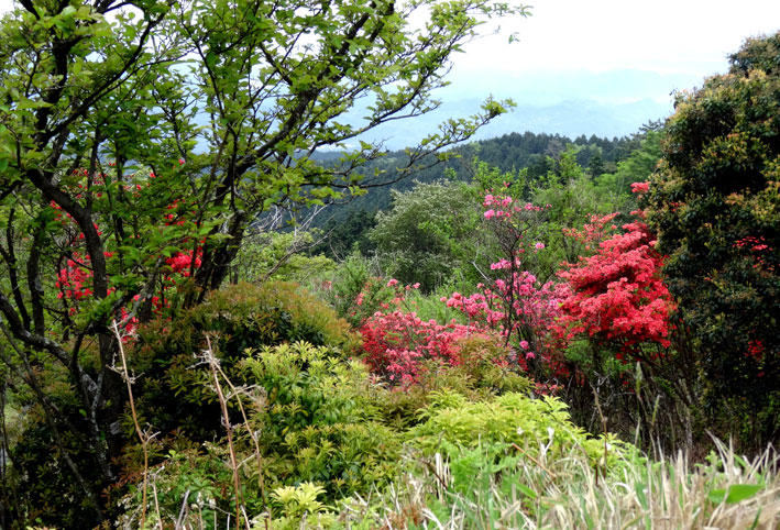 花盛りの布引山で佛ケ谷詣り_b0145296_19142694.jpg