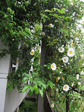 c0117898_10243558.jpg