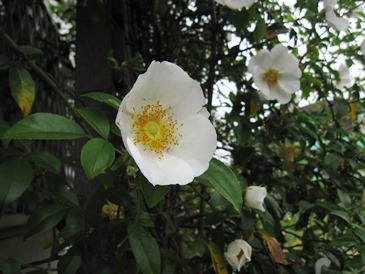c0117898_1025813.jpg