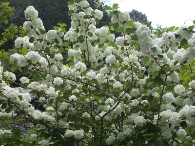 f0308898_1015777.jpg