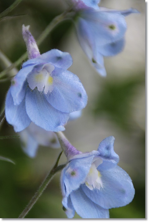 アンミ ビスナガ デルフィニウム アクティア 南面花壇の花達 小さな庭で