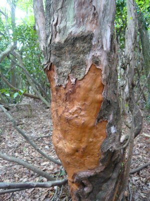 烏帽子岳の登山で運動になったけどしゃくなげ咲いて無いよ_c0024502_2203265.jpg