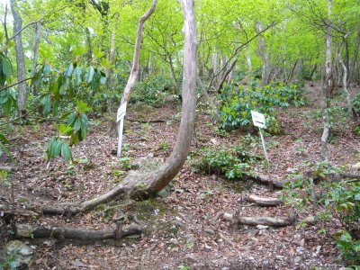 烏帽子岳の登山で運動になったけどしゃくなげ咲いて無いよ_c0024502_2204117.jpg