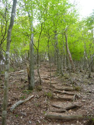 烏帽子岳の登山で運動になったけどしゃくなげ咲いて無いよ_c0024502_2204940.jpg