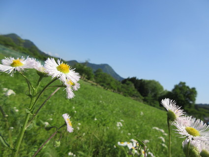 初夏の宮ヶ瀬2015（草抜き奮闘記^^）_c0212604_2037118.jpg