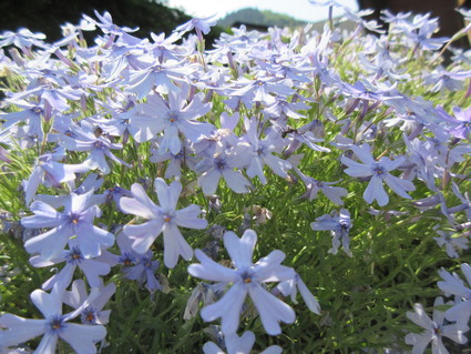 初夏の宮ヶ瀬2015(草抜き奮闘記^^)_c0212604_20423857.jpg