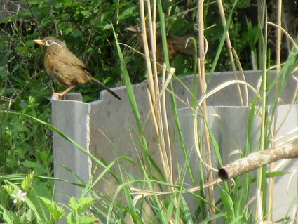 初夏の宮ヶ瀬2015（草抜き奮闘記^^）_c0212604_2045225.jpg