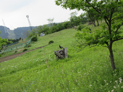 初夏の宮ヶ瀬2015（草抜き奮闘記^^）_c0212604_20455553.jpg