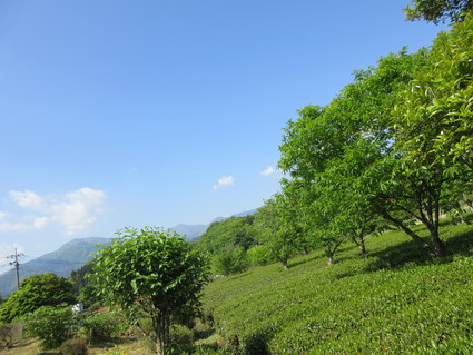 初夏の宮ヶ瀬2015(草抜き奮闘記^^)_c0212604_20474913.jpg