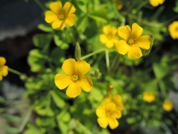 d0168406_645626.jpg