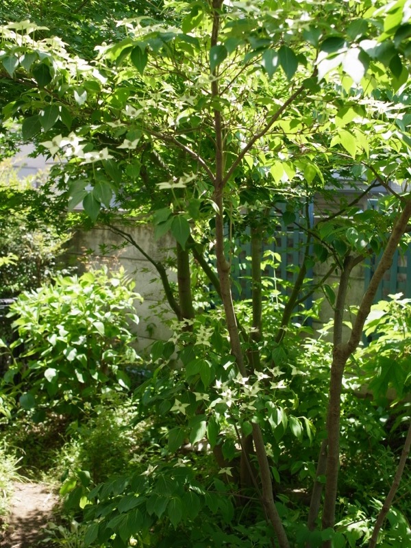 ヤマボウシ_e0276411_11543622.jpg