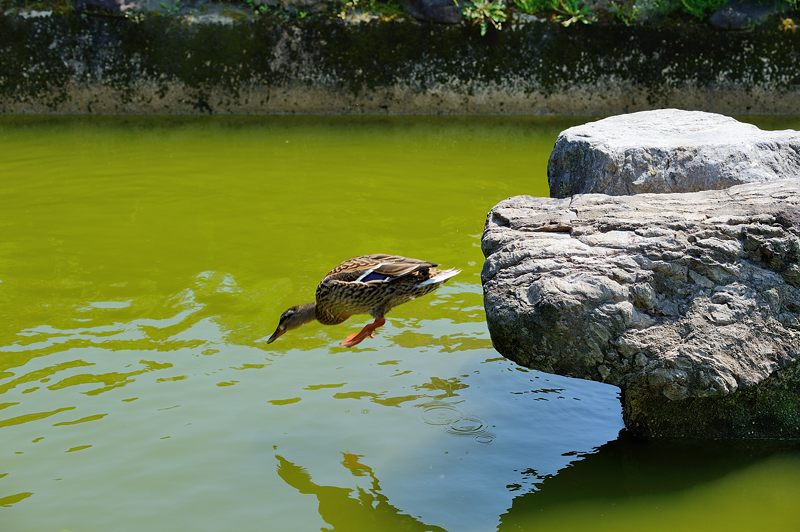 要法寺のカルガモ一家　其の一_f0032011_15113173.jpg